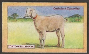 GALLAHER-CHAMPION ANIMALS & BIRDS OF 1923-#03- THEYDON BELLADONNA - Picture 1 of 2