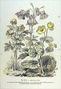 BOTANIQUE, HERBIER- ANÉMONE des BOIS, POPULAGE des MARAIS, ANCOLIE - GRAVURE 19e - Picture 1 of 3
