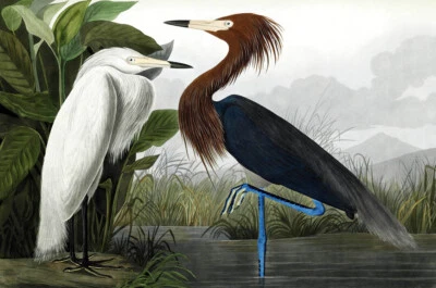 Garza púrpura por John James Audubon pintura arte HD impreso en lienzo L3464 Foto 1 de 4