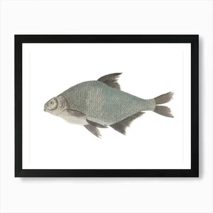Tilapia Art Print Framed Wall Art P Framed Wall Art Poster Canvas Print Picture - Picture 1 of 4