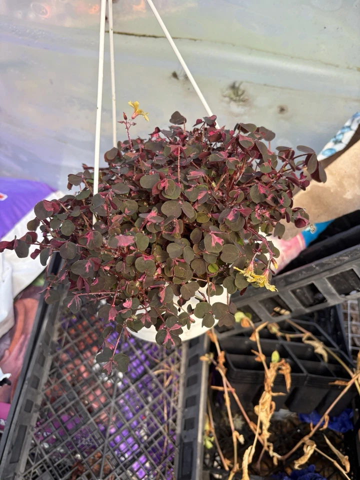 House Plant   / Pink / Purple 8” Basket Of Oxalis - Image 1 of 1