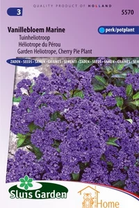 Marine Heliotrope Vanilla Flower Seeds - Picture 1 of 2