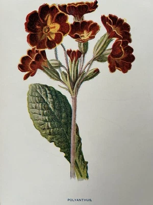 Antique Botanical Print c1900s – Polyanthus Garden Flower by F. Edward Hulme Art — 第 1/4 张图片