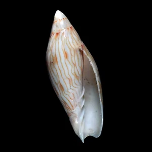 Volutoidea-0097 Amoria turneri LARGE 76.8mm AGED FROM AUSTRALIA - Picture 1 of 2