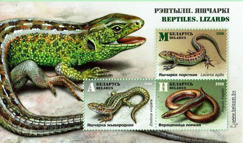 Souvenir sheet of BELARUS 2018 - Reptiles Lizards MNH - Image 1 of 1