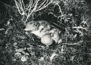 Ph. Bastardie CAMARGUE c. 1940 - Nid de Mouettes  - P 1316 - Picture 1 of 2