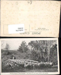 433002,New Zealand Neuseeland Droving sheep Schafherde Schafe Schäfer Pferde Brü - Picture 1 of 1