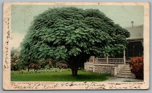 Postcard California c1905 An Umbrella Tree From Summerland CA to Wyoming Iowa - Imagen 1 de 2