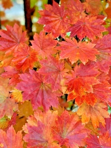 12 ULLEUNG-DO ISLAND MAPLE SAMEN - Acer pseudosieboldianum ssp Takesimense - Bild 1 von 9