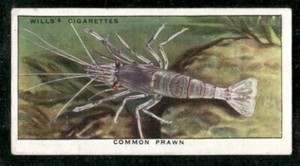 Wills Cigarettes 1938 The Sea-Shore Card#25 Common Prawn
