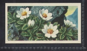 MOUNTAIN AVENS - 50 + year old English Trade Card # 31 - Picture 1 of 2