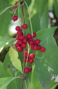Chinesisches Spaltkörbchen Schisandra chinensis Pflanze 15-20cm Wu-Wei-Zi-Beere - Bild 1 von 2