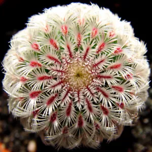 Echinocereus Rigidissimus Subsp.Rigidissimus Rainbow Cactus 5 fresh seeds - Bild 1 von 8