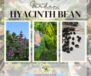 Organic Hyacinth Bean Shim (শিম) Bangladeshi Indian Long Green 8 Seeds OZ Grown - Picture 1 of 9