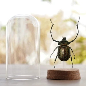 Gothic Art Decor Real Beetle in Glass Dome Taxidermy Insect Collections - Picture 1 of 5