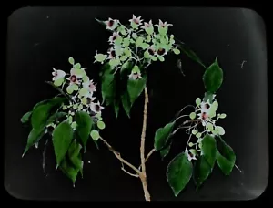 Diapositiva de linterna mágica BRACHITON STEREULIACEAE C1910 FOTO FLORES DE AUSTRALIA - Imagen 1 de 2