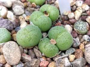 Conophytum uviforme DT2524 - Imagen 1 de 3