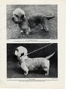 DANDIE DINMONT TERRIER BENANNT ZWEI BENANNTE HUNDE ALTE ORIGINALDRUCKSEITE VON 1934 - Bild 1 von 1