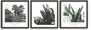 Bilder Set Plant 3x 30x30 cm mit Rahmen - Pflanzen Grün Monstera Palmen Blätter - Bild 1 von 8