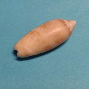 Lettered Olive Seashell Found at Folly Beach SC 32.674060, -79.900474  G 6 - Picture 1 of 8