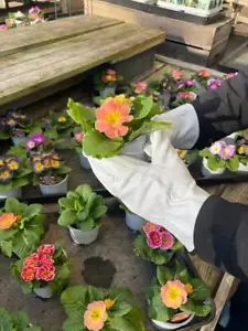 Leder Gartenhandschuhe Dornenfest Gartenarbeit Fahrer Sicherheitshandschuh Gelb - Bild 1 von 19