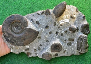 Ammonit natürliche fossile Matrix marokkanischer Kreideatlasberg UKBUY✔ 25 cm #2 - Bild 1 von 8