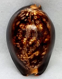 FS Mauritia mauritiana 94mm F+++ Exceptionally Humpback  - Picture 1 of 6