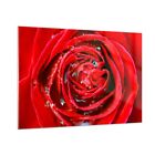Wandbilder 100x70cm Glasbild Rose Blume Bl�tenbl�tter Tau Bilder Art Wanddeko