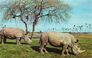 Tampa Florida Busch Gardens White Rhinoceroses Anheuser-Busch Brewery Postcard - Picture 1 of 2