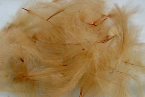 1g Plumes de Cul de Canard (CDC) BEIGE montage mouche feather fly tying khaki - Photo 1/1