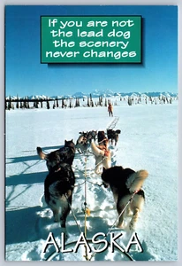 Postcard Alaska Dog Sled Team - Picture 1 of 2