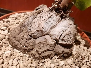Dioscorea elephantipes mit Austrieb, Caudex, Schildkrötenpflanze, Sukkulente  - Bild 1 von 11