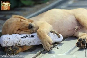 Avery Greenhead Gear Sporting Dog 2" White Hexabumper Hexa Bumper Dummy Bird - Picture 1 of 14