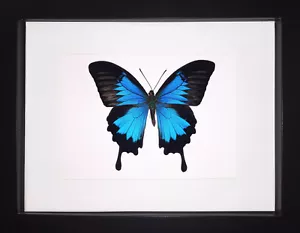 Papilio ulysses Butterfly Frame - Picture 1 of 4
