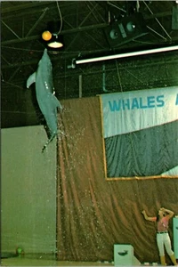 Postal Connecticut Bola de Salto de Delfines Mystic Marinelife Acuario UNP - Imagen 1 de 2