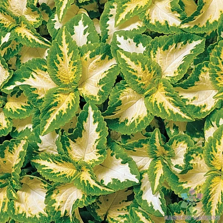 25 + Wizard Jade Coleus 种子用于花园种植 - 美国 - 免费送货! — 第 1/1 张图片