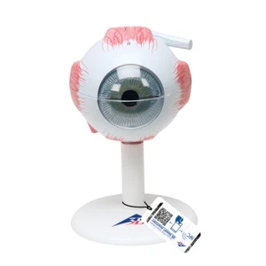 3B Scientific Human Eye Model, 3 times Full-Size, 6 part F15 - Picture 1 of 3