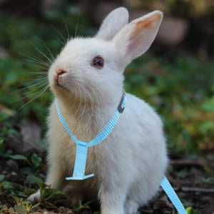 Bunny Harness Rabbit Stuff Rabbit Leash Harness Set Ferret Harness Hamster Leash - Picture 1 of 12