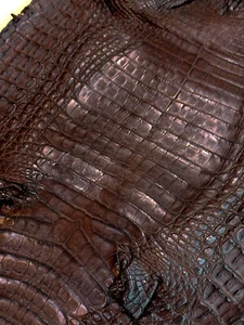 Caiman Skin Leather Choclate Color (100% Genuine skin) - Picture 1 of 3