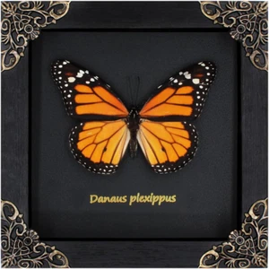 Monarch Butterfly Framed Decoration - Handmade Wood Shadow Box Insect Frame for - Picture 1 of 7