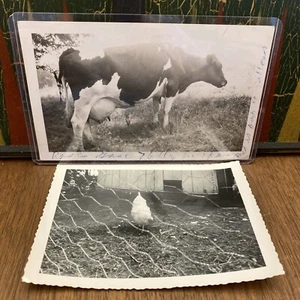 Fotos vintage de animales de granja pollo vaca negro blanco fotos valla de alambre - Imagen 1 de 13