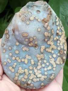 360g Raro Natural GoBi Ágata Ojo Ágata Piedra Colección China - Imagen 1 de 12