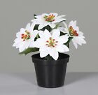 Mini-Weihnachtsstern 13cm weiß im schwarzen Topf DP künstliche Blume Kunstblumen