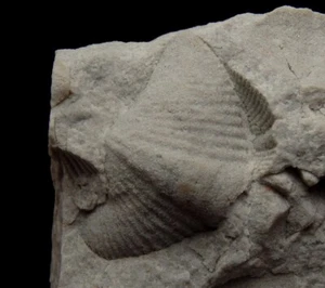 SPIRIFER SANDSTONE Devonian - Spinocyrtia Chonotes POLAND Holy Cross Mts. /pl371 - Picture 1 of 12