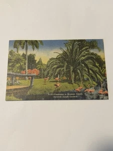 Flamingos Sarasota Jungle Gardens Florida Postkarte - Bild 1 von 2
