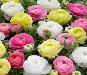 Ranunculus - Bulbs : Romance Pastel Mix: $35 For 7 Bulbs: Free Postage - Bild 1 von 3