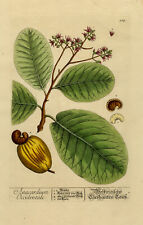 Antique Print-Natural history-botanical-Cashew-herbal-Blackwell-1737-1739