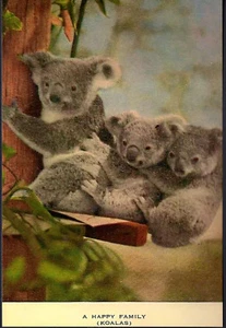 Koala Oso Marsupial Animal Australia c. 1930 Tamaño Postal Foto Reimpresión - Imagen 1 de 1