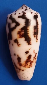 Sea shell conus magus f. assimilis 61mm, gem,  nice pattern body, SUPERB - Picture 1 of 6