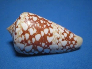 Conus ammiralis f. princeps (Linnaeus,1758) "CARAMEL;GIANT!" (60.8mm) - Picture 1 of 6